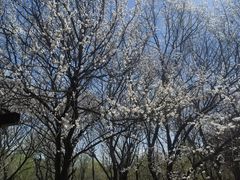 -黑龙江省森林植物园