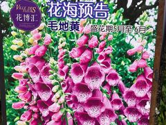 -花博汇(知音花月夜)