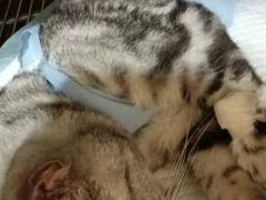 -米苏动物医院·犬猫专科·骨科外科内窥镜