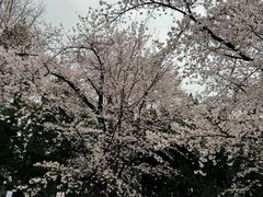 -嘉定紫藤园