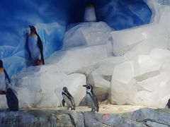 -合肥海洋世界