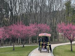 -昆山城市生态森林公园