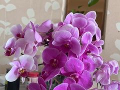 -循礼门鲜花花市(武汉循礼门店)