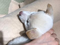 -逗柴咖啡屋·狗咖猫咖宠物桌游