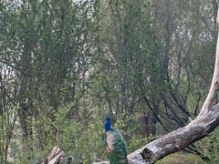 -北京麋鹿生态实验中心