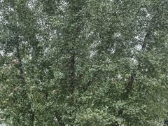 -德克士(宽甸店)