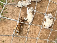 -西霞口神雕山野生动物世界