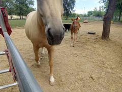 -北京群众马术培训基地