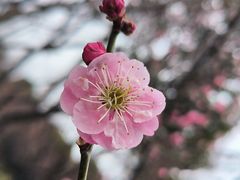 -香雪海