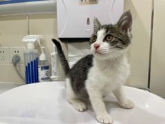 -萌兽医馆·犬猫专科·眼科中心·宠物医院(朝阳门分院)