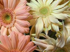 -Again Coffee Roaster(香蜜湖店)