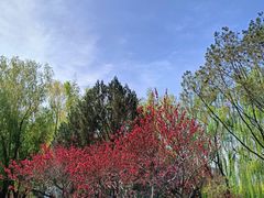 -莲花池公园