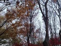 -大兴滨河森林公园