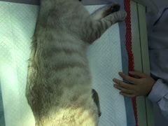 -佳怡动物医院·平价24小时·猫专科骨外科