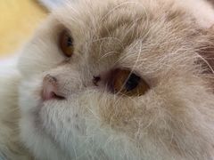 -瑞鹏宠物医院·猫科·宠保定点(梅溪湖分院)