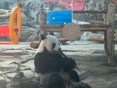 -武汉动物园