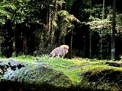 -夜间野生动物园