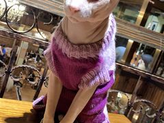 -more than meow吴止猫主题餐厅(承德 中船汇店)