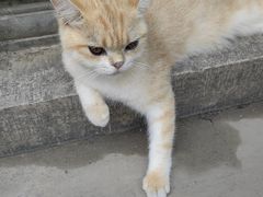 -高旻寺