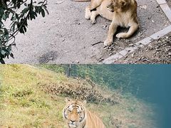 -大连森林动物园