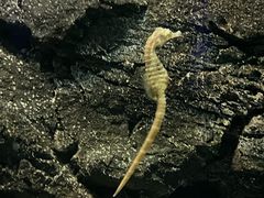 -大连圣亚海洋世界