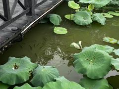 -海珠湖公园
