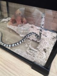 -Moni星球萌宠·小马宝莉·灵蛇·高端高阶全萌宠互动体验俱乐部(红豆国际广场店)