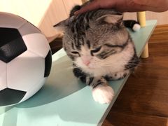 -绒爪撸猫下午茶·猫咖