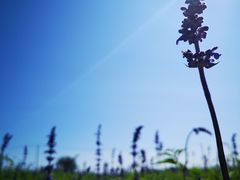-莲花山花海