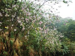 -梧桐山风景名胜区