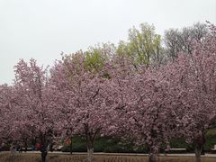 -元大都城垣遗址公园