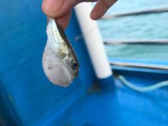 -惠州金海湾嘉华度假酒店