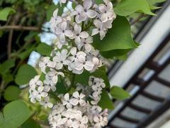 -月栖华明-云间草堂清茶馆(泗泾古镇店)