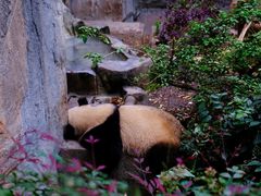 -成都大熊猫繁育研究基地
