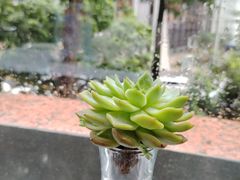-深圳富苑皇冠假日套房酒店