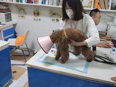 -西安京西宠物医院·瘫痪·疑难杂症