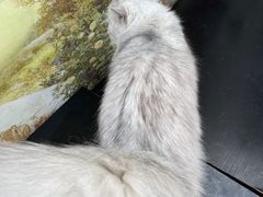 -猫小院猫主题咖啡厅(北锣店)