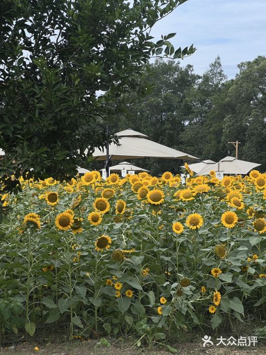 中国天府农业博览园图片