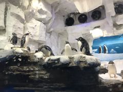 -华夏文旅海洋公园