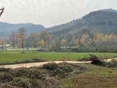 -千年银杏谷文化旅游区