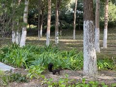 -永定河休闲森林公园