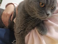 -1013 PET SHOP精品宠物商店(丁香店)