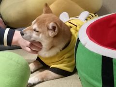 -逗柴咖啡屋·狗咖猫咖宠物桌游