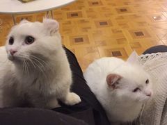 -MOYOYO猫咪咖啡店