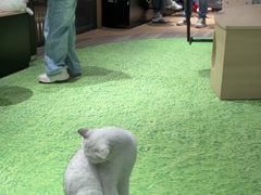 -爪爪喵星球·猫舍(卓悦中心店)