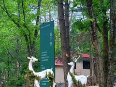 -洛阳白云山景区