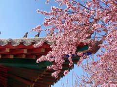 -桃花堤公园