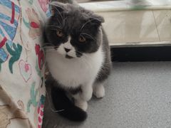 -我爱猫咪·猫咖·狗咖·安哥拉兔·羊驼咖(小寨华旗店)