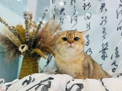 -爱洗澡的猫(望京店)