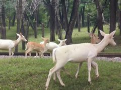 -秦皇岛野生动物园